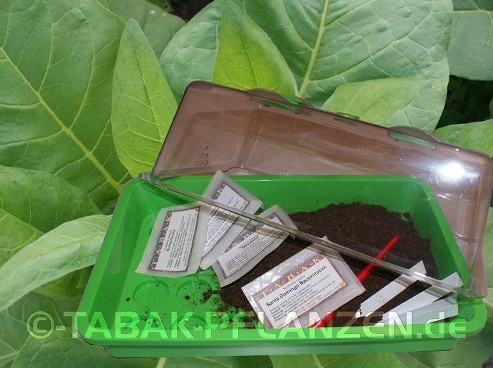 Geschenk Idee, Tabakanbau Set, Tabaksamen, Rauchtabak,  Substrat, Gew�chshaus, Anzuchtset, Aussaat-Set