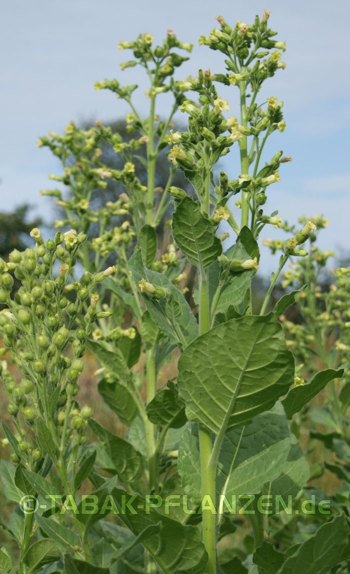 150 Tabaksamen, Tabak Bauerntabak Nicotiana rustica