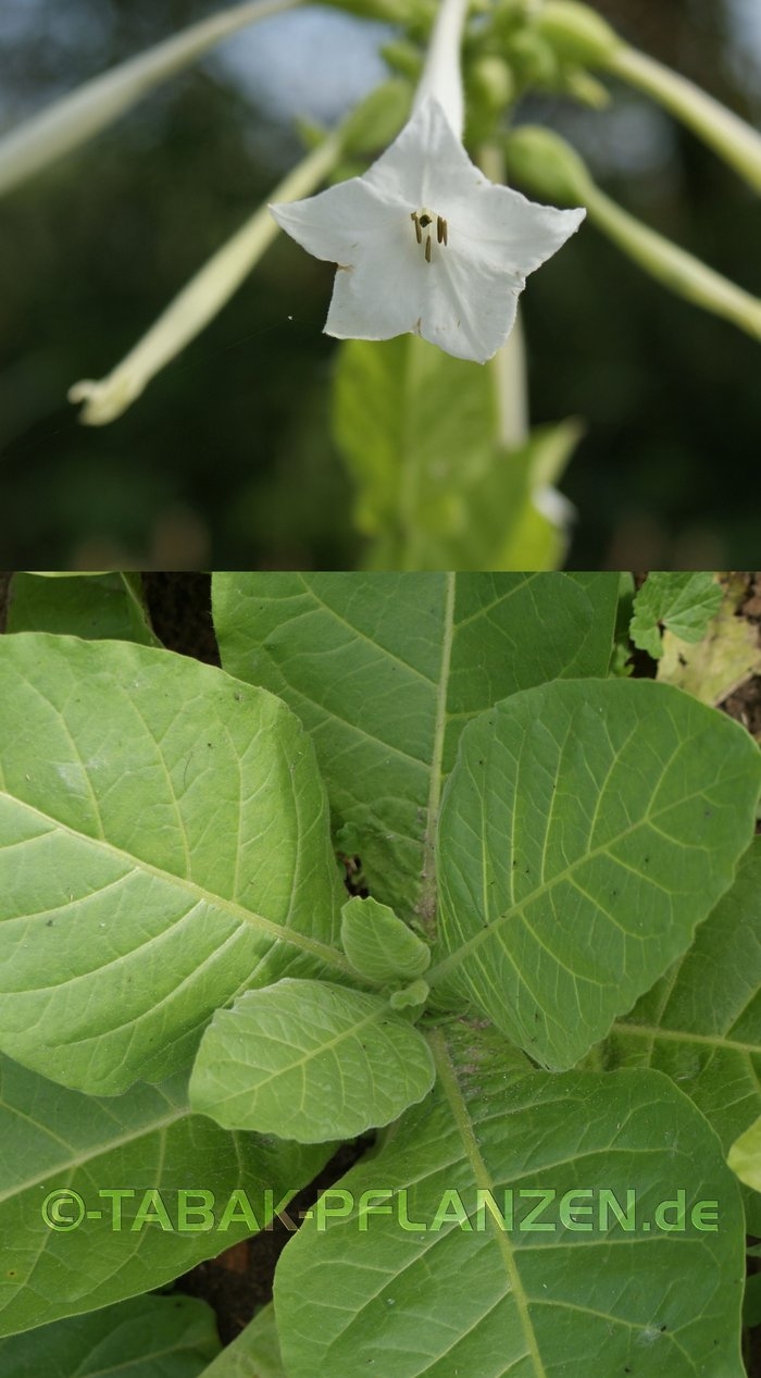 150 Tabaksamen, Bergtabak Nicotiana sylvestris