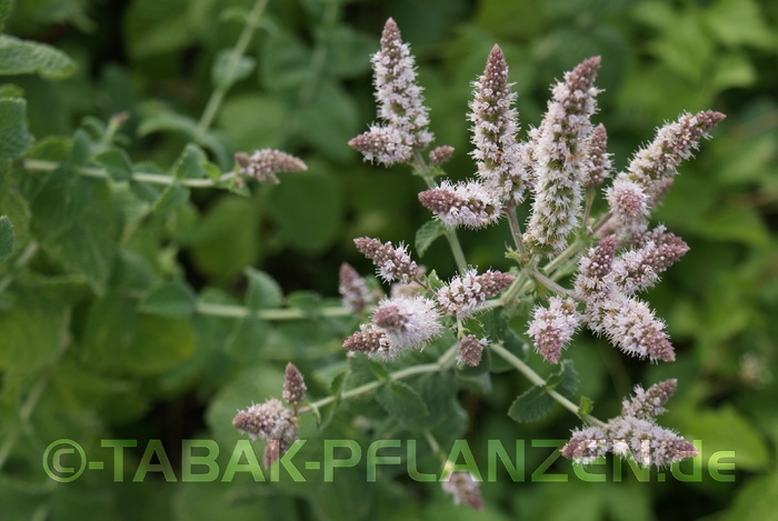 Bowles�Apfelminze Mentha suaveolens