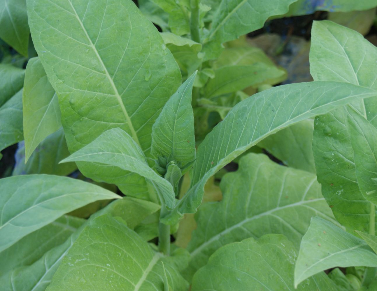 Costello Negro, 4 Tabakpflanzen, Nicotiana tabacum