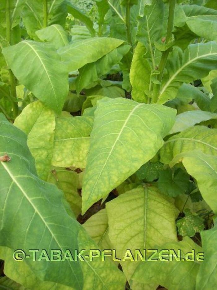 7 Tabakpflanzen, Jungpflanzen, Rauchtabak, Tabak Fogeu Nicotiana tabacum