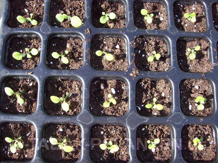 Tabak, 150 Tabaksamen Rauchtabak, Anbau, Samen Badischer Geudertheimer Nicotiana tabacum