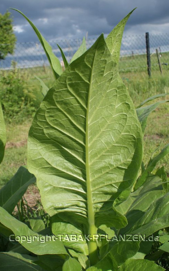 150 Tabaksamen Lorscher Deckblatt Nicotiana tabacum