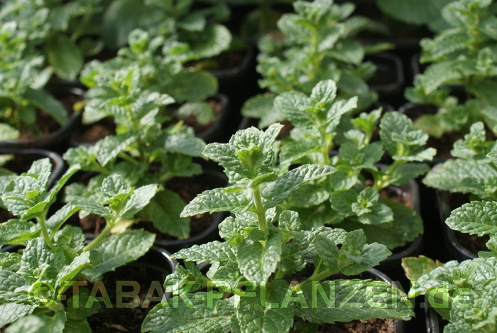 Marokkanische Minze Marokko Mentha spicata var. Crispa