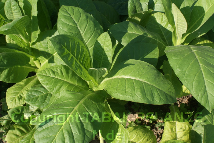 Tabak, 150 Tabaksamen Maryland Nicotiana tabacum, Rauchtabak