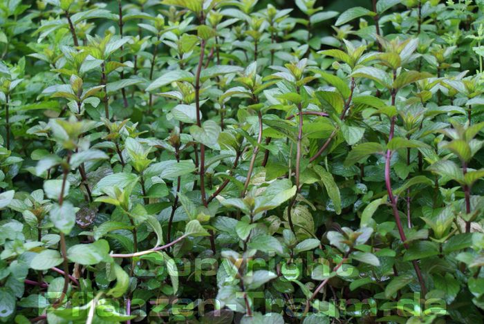 intensiver Geruch, After-8-Minze Mentha piperita