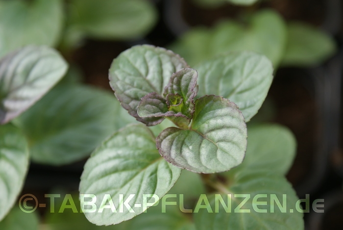 Orangenminze Mentha piperita ssp citrata Orange