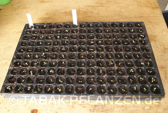 Tabakanbau Anzuchtplatte Quick Pot 150er Mehrweg
