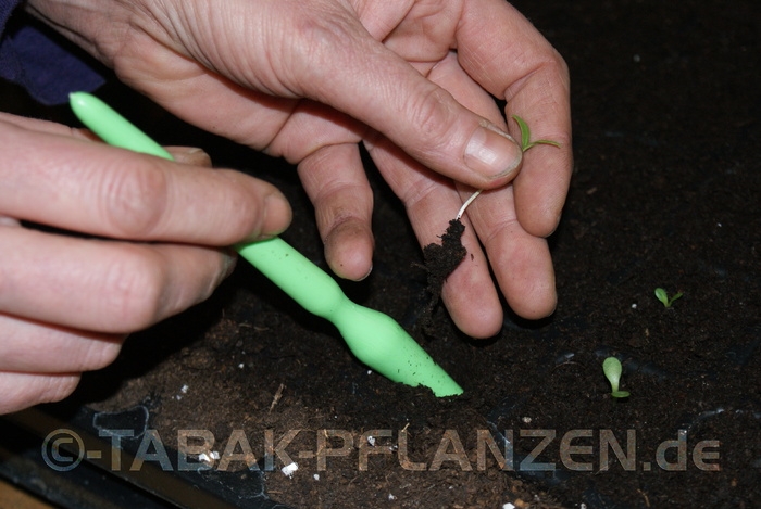 Tabak Pflanzen Pikierstab Pikierpinne