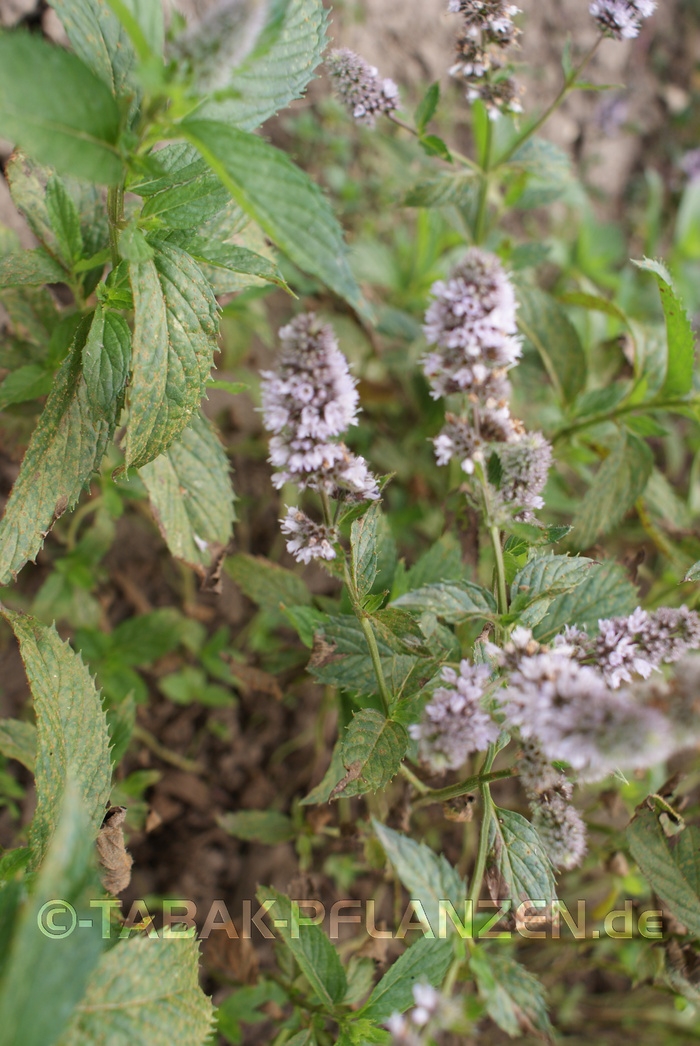 Schweizer Minze Swiss Mentha piperita