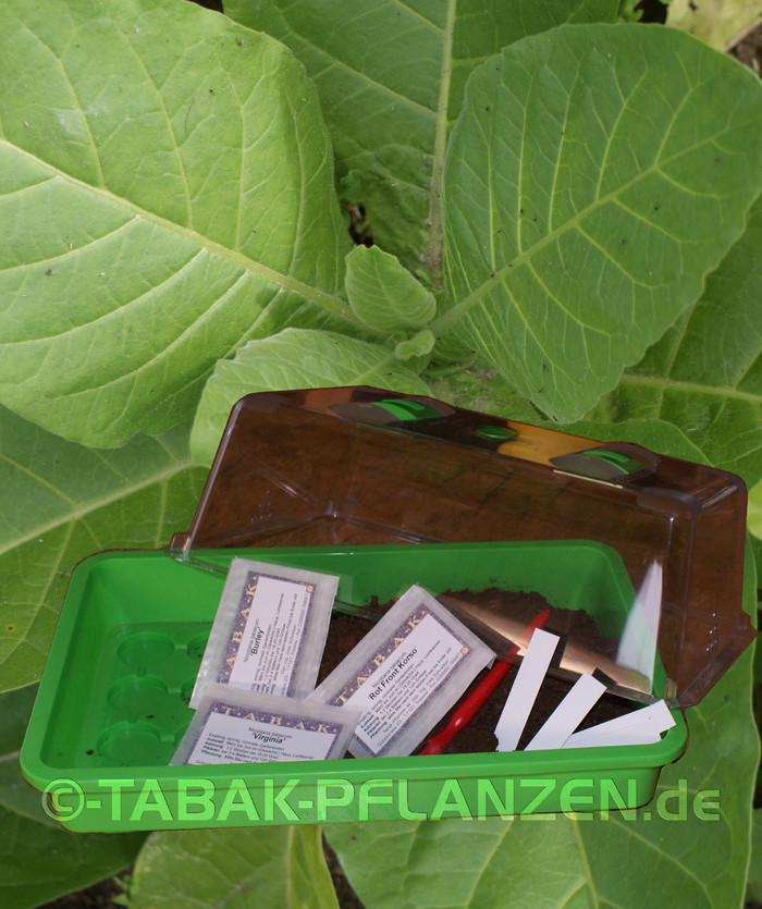 Weihnachtsgeschenk Idee, Tabakanbau Set, Tabaksamen, Rauchtabak,  Substrat, Gew�chshaus, Anzuchtset, Aussaat-Set, Zimmergew�chsh