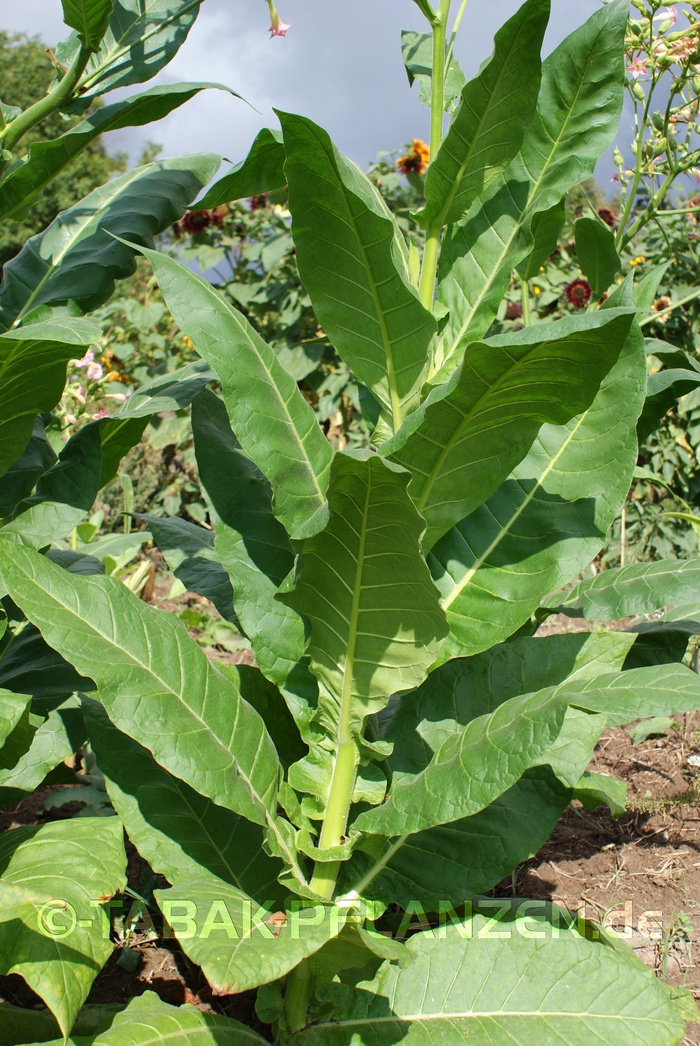 Rauchtabak, 150 Tabaksamen Burley Nicotiana tabacum