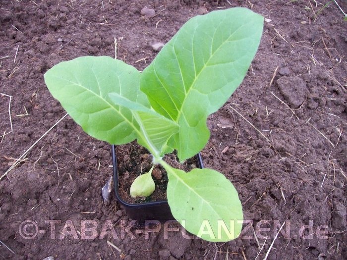 4 Tabak Pflanzen Burley Nicotiana tabacum