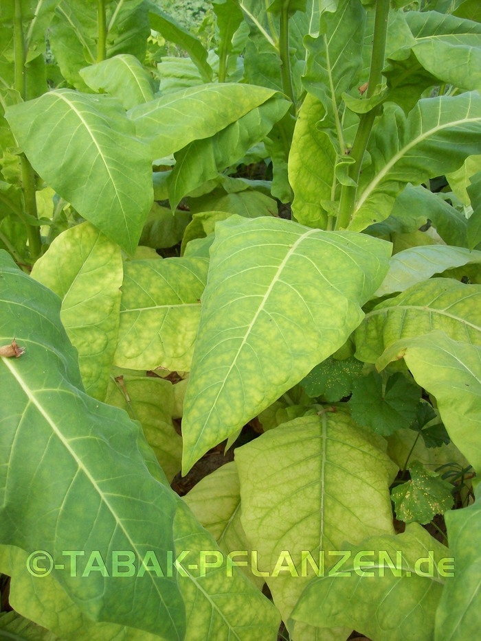 Rauchtabak, 150 Tabaksamen Fogeu Nicotiana tabacum