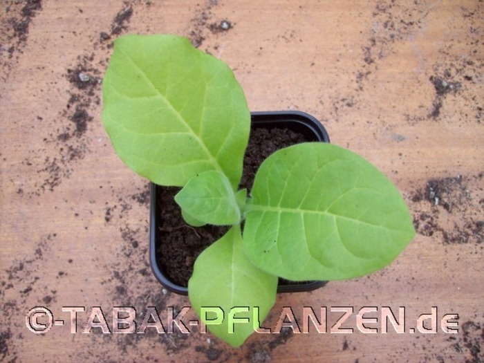 4 Tabakpflanzen Fogeu Nicotiana tabacum
