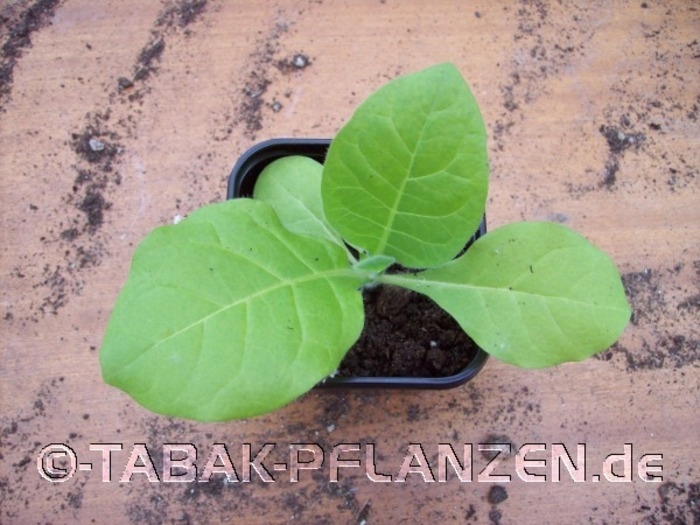 4 Tabakpflanzen Badischer Geudertheimer Tabak Nicotiana tabacum