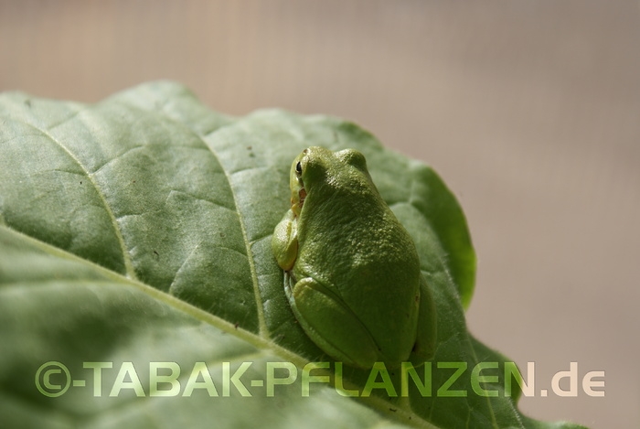 Tabak 150 Tabaksamen Havanna Nicotiana tabacum, Rauchtabak
