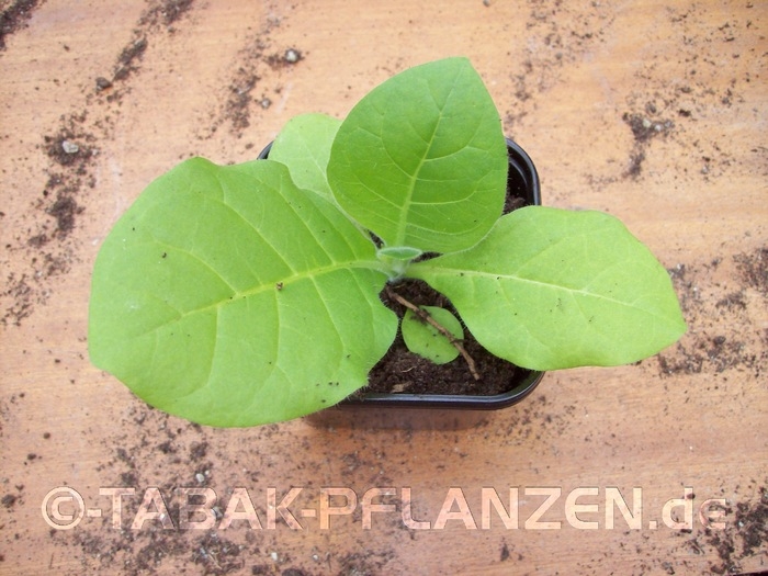 4 Tabakpflanzen Lorscher Deckblatt Nicotiana tabacum