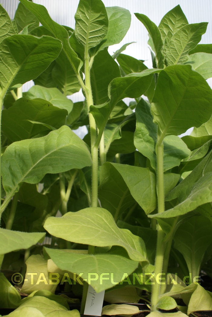 Tabaksamen, Tabak Samsoun Orient Nicotiana tabacum, 150 Samen