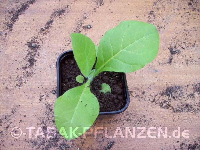 Tabak, 150 Tabaksamen, Samen Pergeu Nicotiana tabacum Rauchtabak