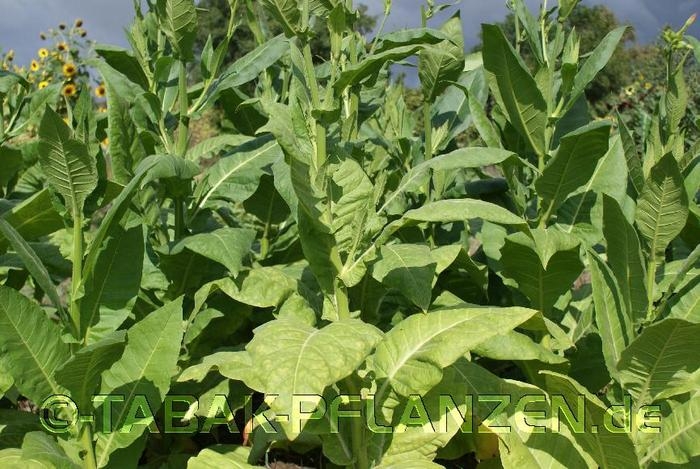 12 Tabakpflanzen, Tabakanbau, Mischung Nicotiana tabacum