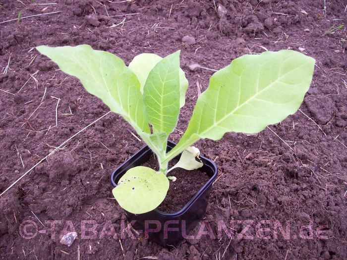 4 Tabakpflanzen Rot Front Korso Nicotiana tabacum Jungpflanzen