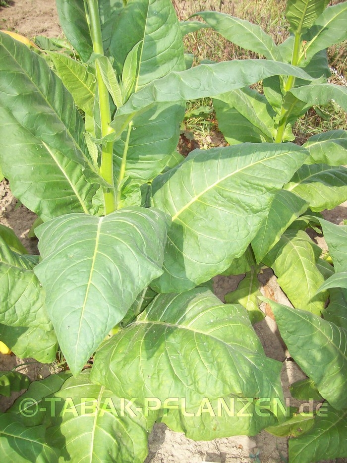 Tabak, 150 Tabaksamen Rot Front Nicotiana tabacum, Rauchtabak
