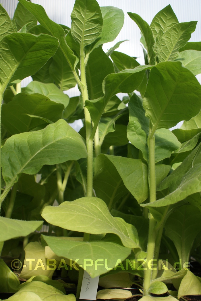 4 Tabakpflanzen, Rauchtabak Tabak Pflanzen Samsoun Orient Nicotiana tabacum