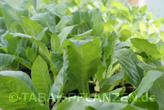 4 Tabakpflanzen Smyrna Orient Nicotiana tabacum, Jungpflanzen