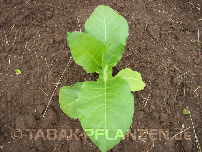 Tabak, 150 Tabaksamen Virginia Nicotiana tabacum, Rauchtabak