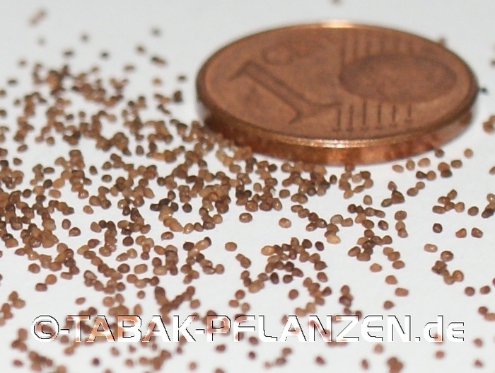 Tabaksamen sind sehr klein