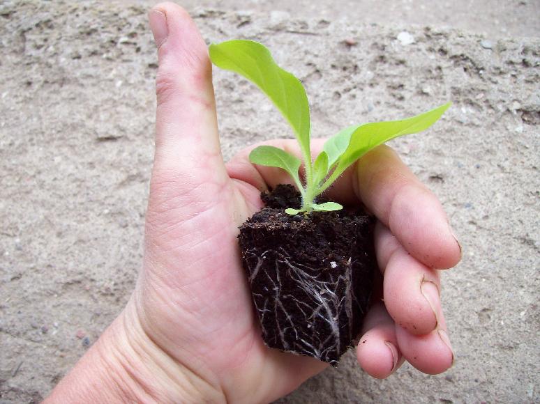 Anzucht im Gew�chshaus