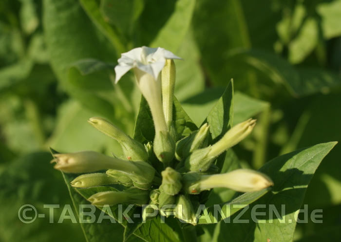 150 Tabaksamen White Orient Nicotiana tabacum